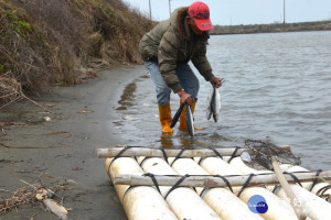 農曆年前寒流把台南沿海淺棚虱目魚凍死八成以上，漁民連撈死魚都還得逐尾沿著岸邊撿拾。(資料圖/記者黃芳祿攝) 