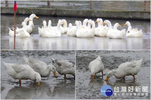 鴨群進駐綠博園區要讓民眾看見合鴨米生產實況。（上圖／記者陳木隆攝；下圖／財團法人蘭陽農業發展基金會提供）