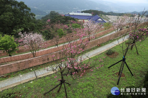 三芝櫻花生命園區如風景區般環境優美，是新北市的植存專區。（圖／民政局提供）