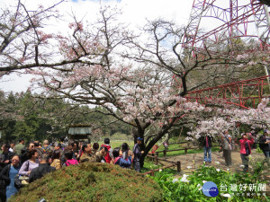 衛生局特別加強遊樂區內緊急救護服務，阿里山花季『櫻花美，平安賞』