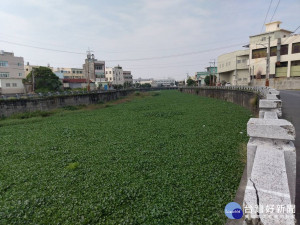 彰化多條河川慘遭布袋蓮覆蓋　布袋蓮攻佔河面嚴重危害生態