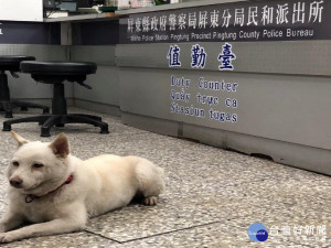 神犬胖妞走失　走到警所報案找主人