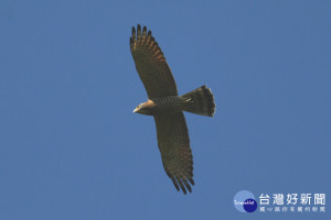 圖／彰化縣野鳥協會 許智揚提供