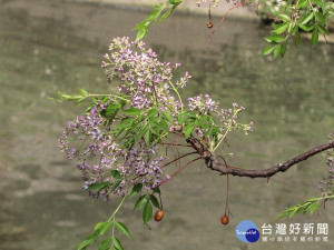 圖說:台中市龍洋橋頭的苦楝樹沿著河岸開出淡紫色小花。（圖/生活中心攝）