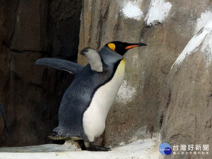 每年到了4-5月，台北市立動物園的國王企鵝就會在換羽期前大量進食。（圖／台北市立動物園提供）