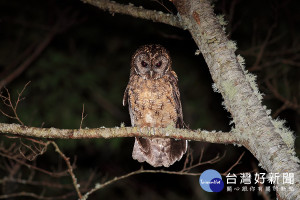 太平山夜觀貓頭鷹活動又要開始了。（圖／宜蘭鳥會提供）