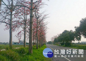 雲145公路虎尾埒內段木棉花盛開，每日吸引來往旅客駐足，虎尾警分局特別提醒用路人注意安全、遵守交安規則。