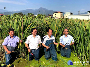 國立暨南國際大學科技學院與在地青年筍農及LED照明業者合作，將茭白筍田高壓鈉燈改以LED無光害照明，10日下午舉行成果發表會，縣議員廖志城和埔里農會總幹事何世鴻等出席參加並肯定成果。