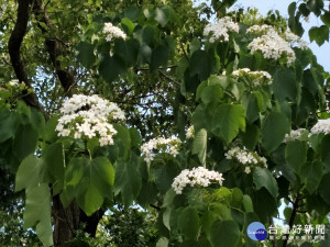 花壇鄉大山牧場周邊的桐花綻放。圖／記者鄧富珍攝