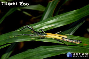 雌雄同體的「津田氏大頭竹節蟲」背上的翅膀長度不對稱。