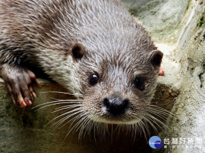 歐亞水獺是金門地區極具代表性的珍貴野生動物（圖／台北市立動物園提供）