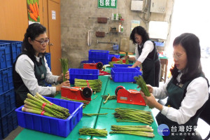 將軍區蘆筍大豐收，農會員工一起幫忙篩選分級包裝上市。