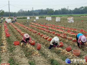 國產洋蔥鮮甜好滋味　請消費者多加選購（圖／農糧署提供）