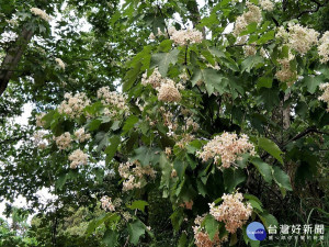 八卦山福田社區油桐花正盛開。圖／記者鄧富珍攝