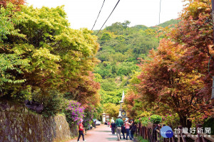 台北奧萬大前的槭樹大道（圖／台北市政府提供）