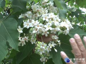 漫遊桐花小旅行 茄苳導覽行程秒殺