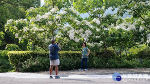 圖說：油桐樹的樹梢上佈滿了雪白的花朵，成為民眾拍照、打卡最美的背景。