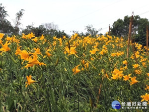 花壇鄉岩竹村聽竹街附近的金針花海，一片金黃。圖／記者鄧富珍攝