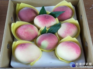 復興區五月桃盛產，這幾天將一一上市，但民眾購買時需注是否是復興區農會所印製的水蜜桃盒裝。(記者陳寶印攝)
