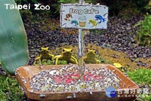 動物園兩棲爬蟲動物館「Frog Café」正式開張囉