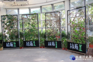 蔬菜變盆栽　北市青年公園展出食物花園