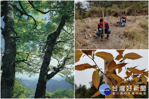 太平山國家森林遊樂區翠峰景觀道路種植百餘株台灣山毛櫸苗木。（圖／羅東林管處提供）