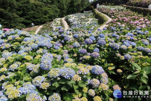 陽明山繡球花田，大梯田花卉生態農園梯田景觀。（圖／北投區農會提供）