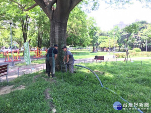 改善樹木棲地環境　中市以「水刀法」診治公園老樹