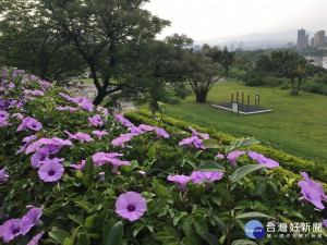 公園隨處可見蔓藤攀爬其中，繁花朵朵