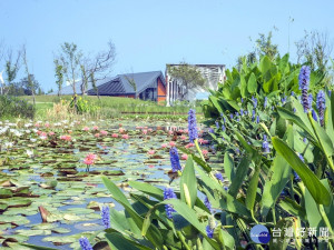 農博生態池公園現正開滿了粉紅的蓮花，紫色的梭魚草等，正以不同姿態，迎接賓客的到來。