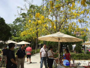 5月黃花瘋市集 全台最美人行道就在嘉義市，陽光下的黃金雨閃閃動人