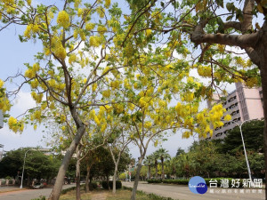 台中市興大園道的阿勃勒金黃色花海廊道。（圖／生活中心攝）