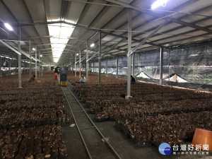 南投縣製菇職業工會徵求農耕士中。（農業處提供）