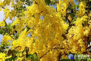 阿勃勒花期5月間盛開，今年南投市福崗路花況甚佳。（ 記者扶小萍攝）