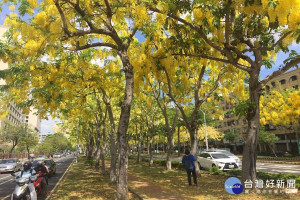 台南成大旁長榮路和東豐路交叉口阿勃勒花海美不勝收。(圖/記者黃芳祿攝) 