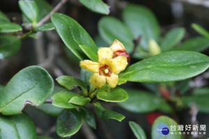 黃花著生杜鵑(Rhododendron kawakamii Hayata)正開放的黃色花朵。（圖/嘉大提供）