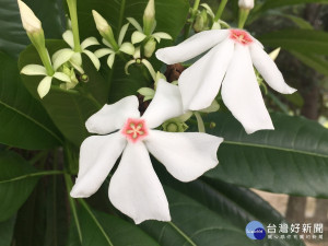 花冠喉部呈淡紅色有細毛