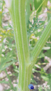 避免外來植物「銀膠菊」蔓延 縣府呼籲民眾一同移除銀膠菊