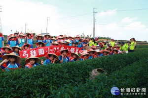 名間鄉弓鞋國小畢業同學採茶初體驗。（記者扶小萍攝）