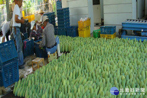 果農假日忙著整理金煌芒果準備外銷。