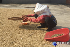 氣象局預測明週三起全台應防豪、大雨，台南農婦今早忙著曬米豆準備端午包粽子用。(圖/記者黃芳祿攝) 