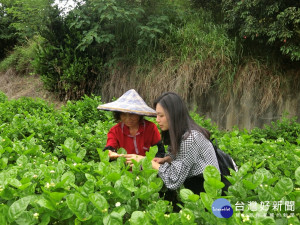 花現幸福農村優體驗，花壇農會帶領民眾到茉莉花田，跟資深的採花女郎一起採摘茉莉花。（圖／記者賴淑禎攝）