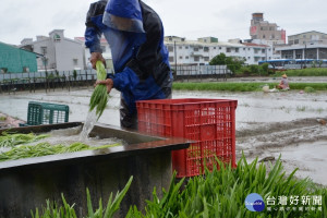 菜農冒雨搶收空心菜。(圖/記者黃芳祿攝) 