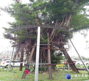 搶救老樹　台中車站舊站廣場列管樹木將設置木平台