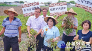 天氣晴雨反覆，雲林種植花生的農民災損嚴重，立委張麗善邀集農政單位現勘，希望啟動花生的專案災害補助，盼政府重視農民權益。（記者陳昭宗拍攝）