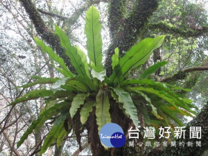 山中食材全發「蕨」　北市青年公園推出食用蕨類特展