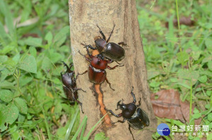東勢林場中已經可以看到獨角仙等昆蟲出沒，場方推出系列活動與優惠方案。（記者黃玿琮攝）