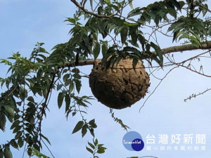 大溪湳仔溝發現巨大虎頭蜂，極需早日摘除
