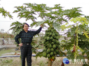 葉鍚東教授和轉基因木瓜。林重鎣翻攝