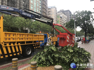 瑪莉亞颱風損路樹　北市公園處全面搶災